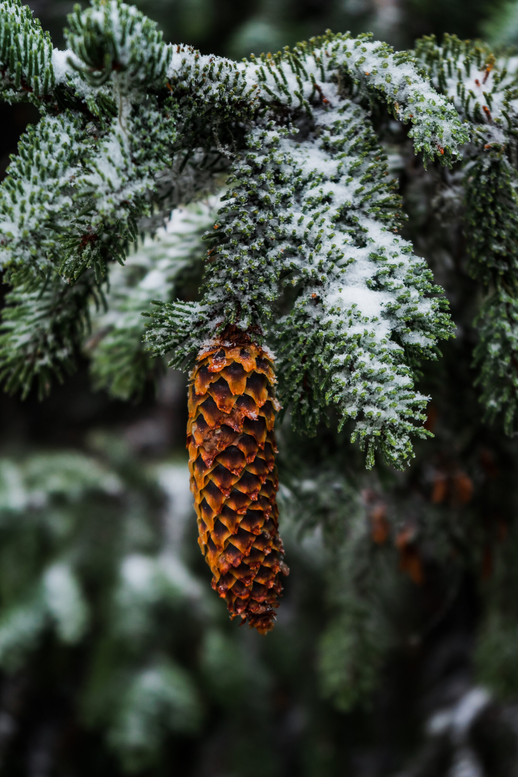 marché de Noël respectueux de l’environnement